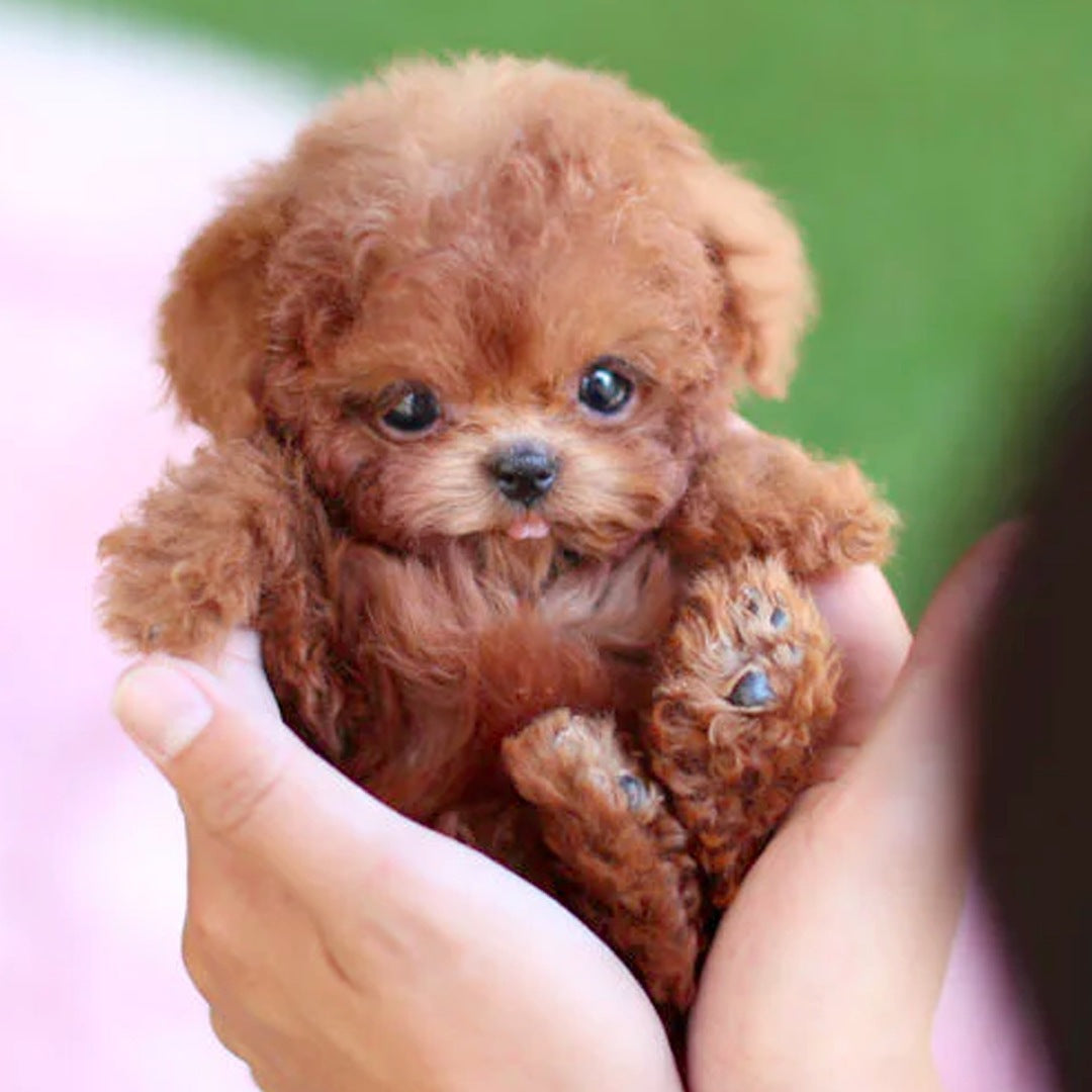 Robot Puppy Plush Doll - Cute Stuffed Animal Toy
